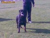 Rottweiler mascul pentru monta