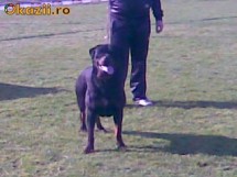 Rottweiler mascul pentru monta