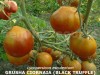 Seminte tomate negre - BLACK TRUFFLE - 50+ seminte/plic