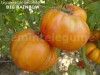 Seminte tomate mari bicolore - BIG RAINBOW - 50+ seminte/plic