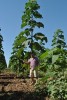 KIRI MAXIMUS - hibrid de paulownia aclimatizat!