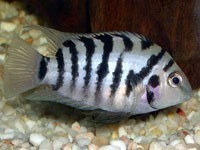 PESTI EXOTICI CICLIDE AMERICANE CICHLASOMA NIGROFASCIATUM foto mare PESTI EXOTICI CICLIDE AMERICANE CICHLASOMA NIGROFASCIATUM foto mare